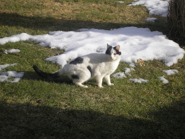 Slika