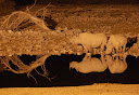 Nashörner an einem nachts beleuchteten Wasserloch im Etosha Nationalpark. © Foto: Faberfoto | Dreamstime.com