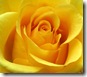 yellowrose