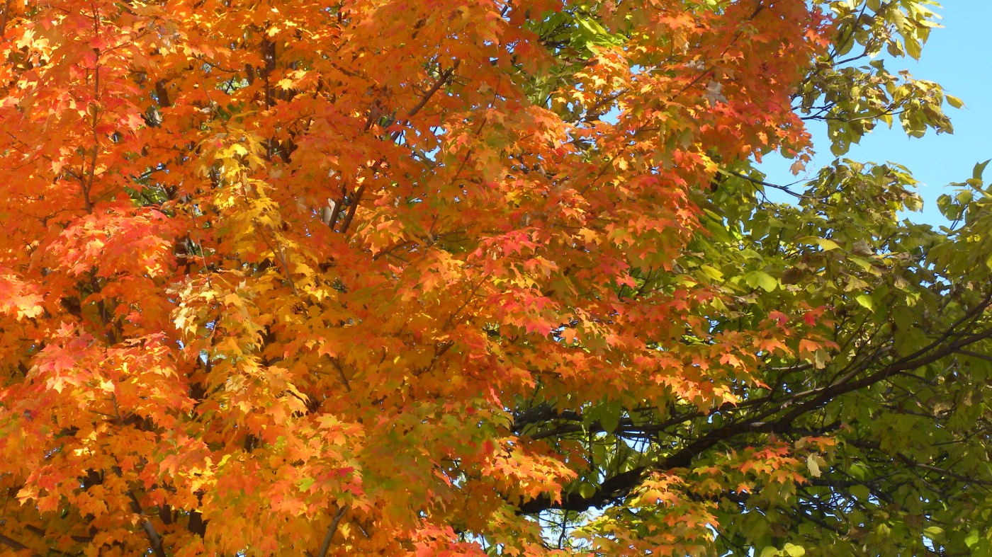 [DSCN7344_976DSCN7344compressed[2].jpg]
