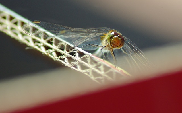 [dragonfly-composite1x[2].jpg]