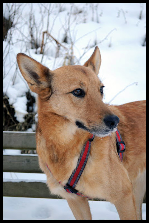 foxy.jpg