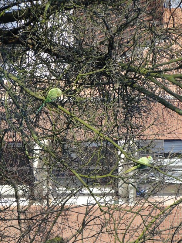 MI BRUSELAS - Blogs de Belgica - Desde mi ventana (3)