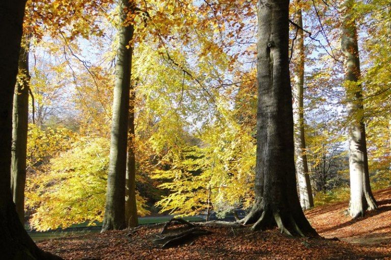 MI BRUSELAS - Blogs de Belgica - La herencia urbanística de Léopold II: del Cinquantenaire a Tervuren (16)