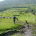 Sheep + Mr. Brandon + Dogs