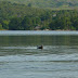On the way to Garinish Island we saw seals.