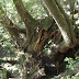 Trees growing on a stump. They had a word for this as well XD