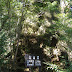 Mitsunesugi. Kinda mossy isn't it?