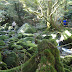 We needed to jump from stone to stone to get to the other side. On the way back, Yuiko slipped and got a wet foot, but fortunately she was prepared XD Whereas I only saw 2 other people when I was hiking in Yakusugi land, we saw several groups of people here.