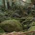 Thise was the Mononokehime no mori, the Princess Mononke forest. This has apparently been used for the anime Princess Mononoke.