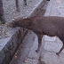 Lots of deer there. They were tame and school children were petting them.