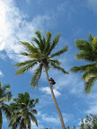 coconut tree climbing