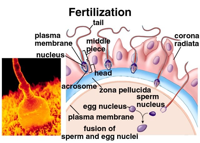 [fertilization14.jpg]