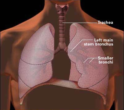 [r7_respiratory[4].jpg]