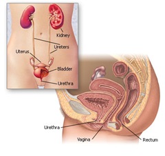 images-image_popup-w7_urinarysystem