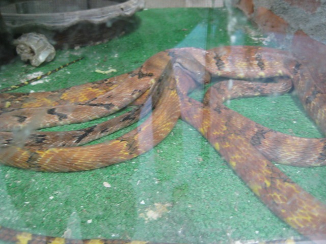 [20081111Bangkok40472.jpg]