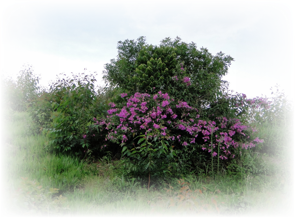 [Pict-596[4].png]