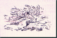 Manet_faune Manet_faune