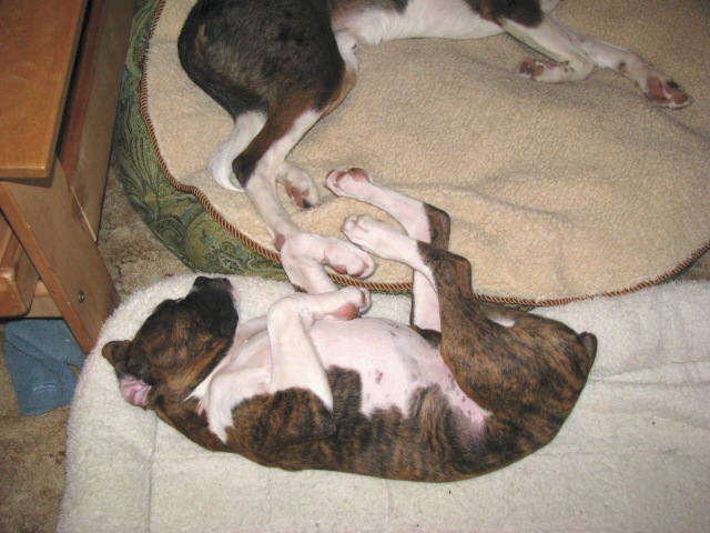 [Puppasnooza[3].jpg]