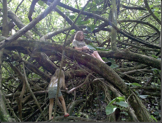 Manoa Falls (53)