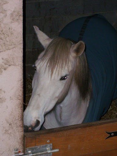 equitation crapul83 du 06/02/2010 photo 1381