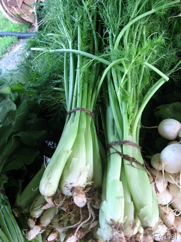 [baby fennel[4].jpg]