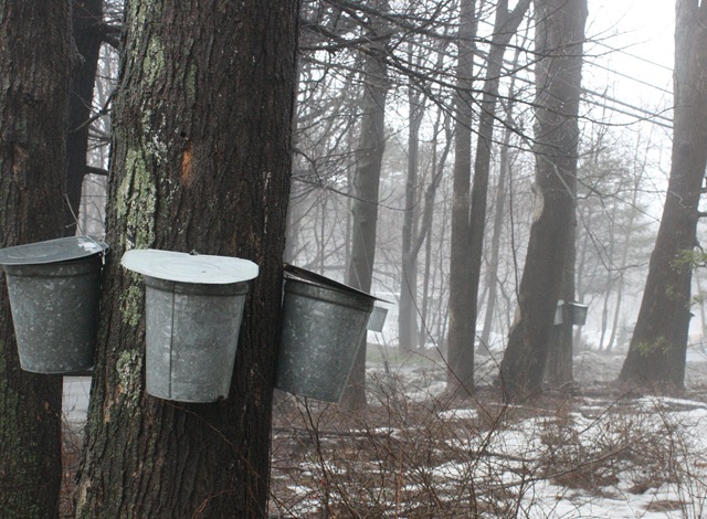 [maple buckets, chestnut hill rd, woodstock[4].jpg]