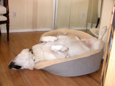 [lazy dog 2[3].jpg]