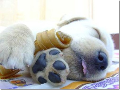 lazy dog