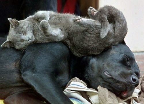 [lazy dog and cat[3].jpg]