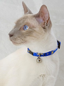 [lupinecat2.jpg]
