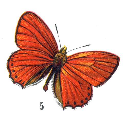 [butterflyhallogfairy3[5].jpg]