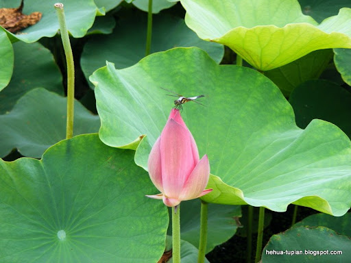 荷花图片Lotus Flower:jl8am50xf7w3h0