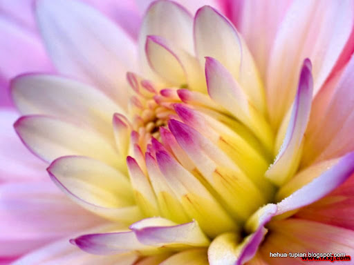 荷花图片Lotus Flower:z4d02dn1x33l75