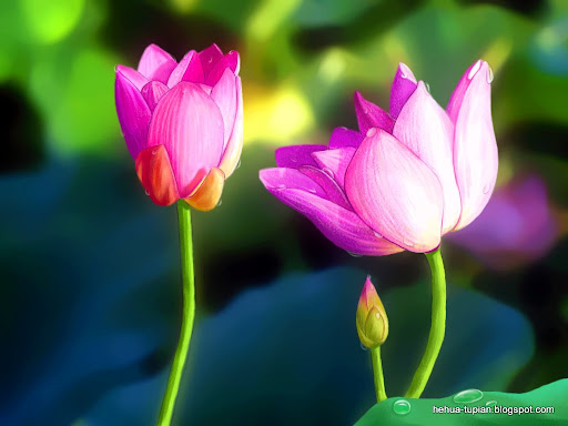 荷花图片Lotus Flower:c2b87m9xri87jf