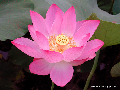 荷花图片Lotus Flower:30gfoqk16au1z1