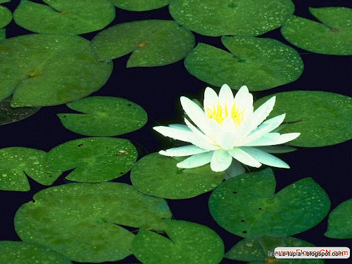 荷花图片中心|荷花图片|Lotus Flower荷花图片