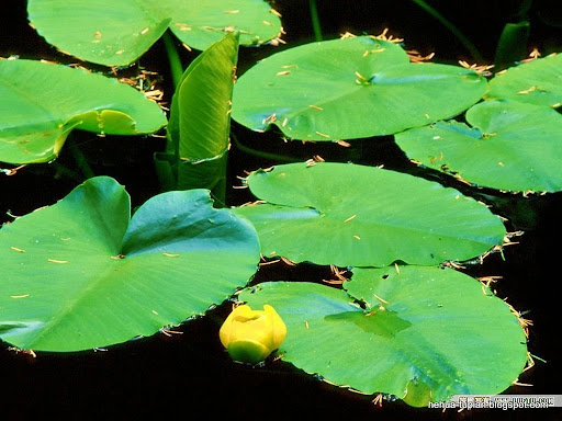 荷花图片中心|荷花图片|Lotus Flower荷花图片