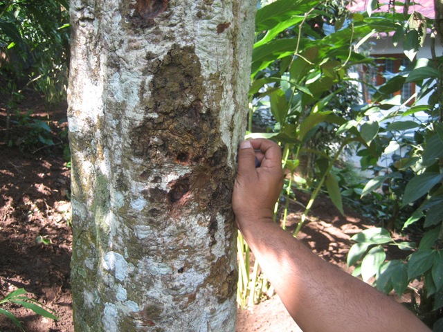 [IMG_3748Cinnamon2.jpg]