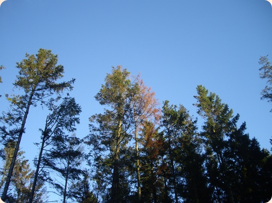 IMGP0276