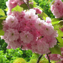 Japanese Flowering Cherry