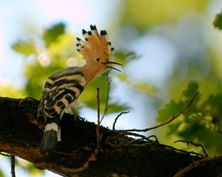 777px-Upupa_epops_1_Luc_Viatour (Small) 777px-Upupa_epops_1_Luc_Viatour (Small)