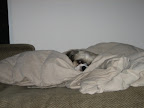 zzzz
