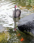black swan, apparently not as rare as they say