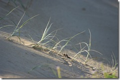 native spinifex spinfex