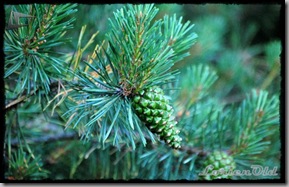 Camping_Urbion (20)