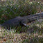 American alligator