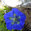 Gentiana septemfida