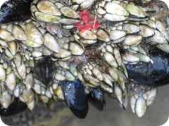 IMG_8795 IMG_8795