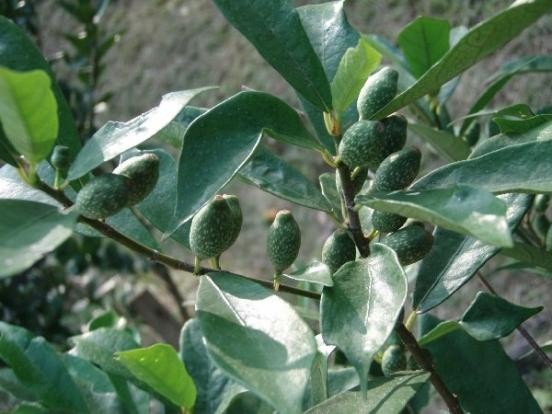 Ficus formosana Maxim1